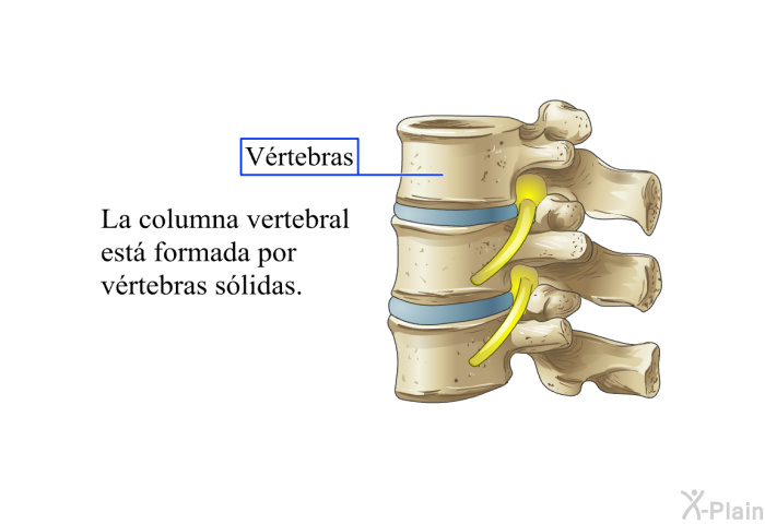 La columna vertebral est formada por vrtebras slidas.