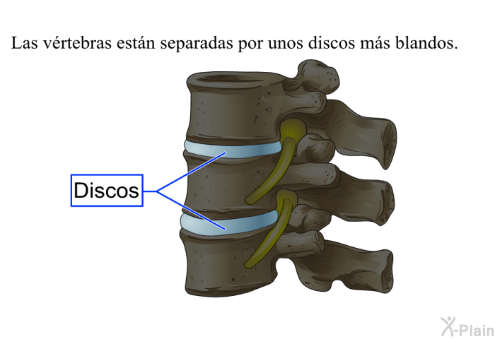 Las vrtebras estn separadas por unos discos ms blandos.