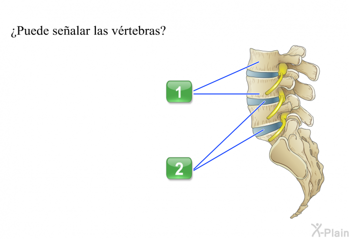 ¿Puede sealar las vrtebras?
