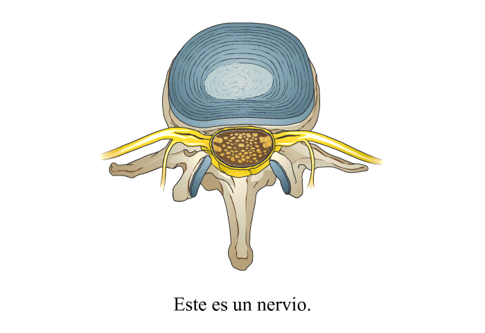 Este es un nervio.