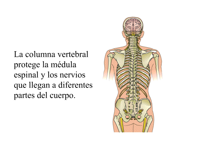 La columna vertebral protege la mdula espinal y los nervios que llegan a diferentes partes del cuerpo.