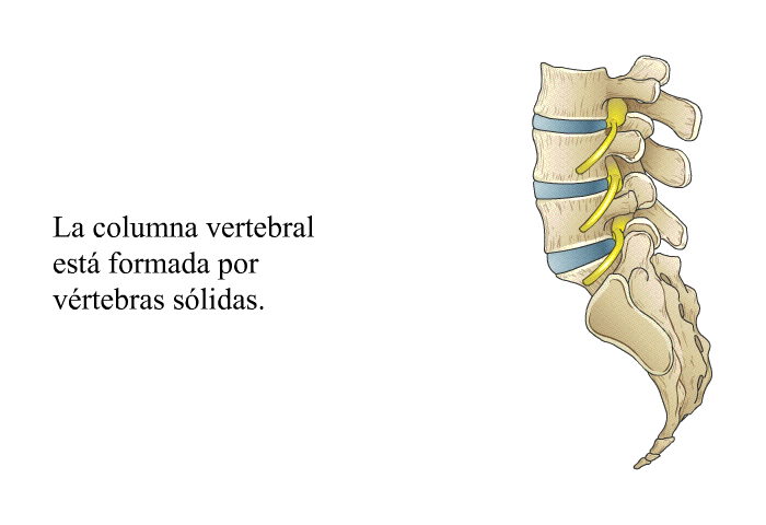 La columna vertebral est formada por vrtebras slidas.