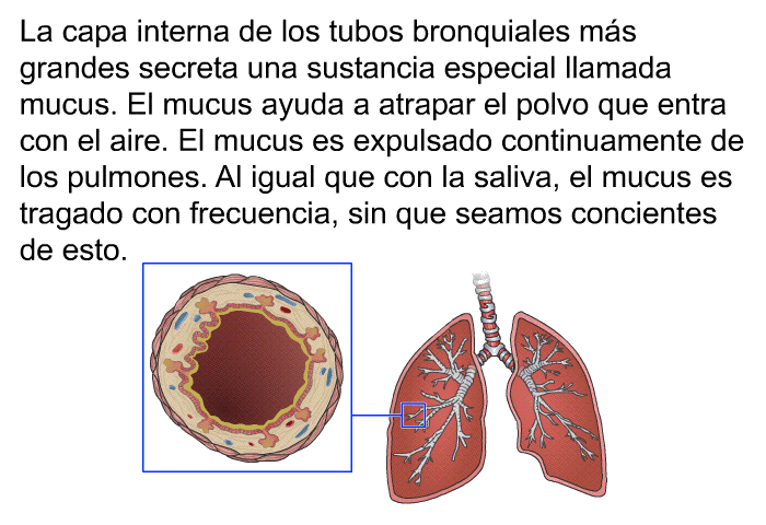 La capa interna de los tubos bronquiales ms grandes secreta una sustancia especial llamada mucus. El mucus ayuda a atrapar el polvo que entra con el aire. El mucus es expulsado continuamente de los pulmones. Al igual que con la saliva, el mucus es tragado con frecuencia, sin que seamos concientes de esto.