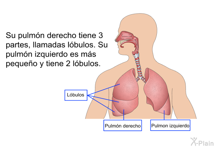 Su pulmn derecho tiene 3 partes, llamadas <I>lbulos</I>. Su pulmn izquierdo es ms pequeo y tiene 2 lbulos.