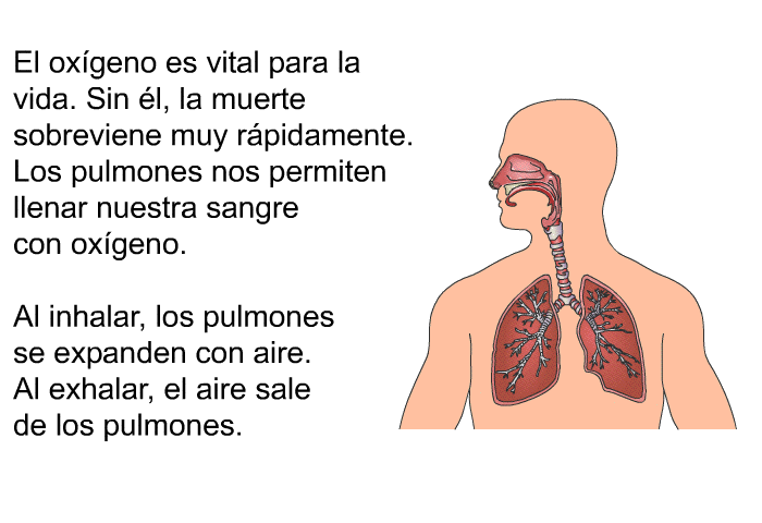 El oxgeno es vital para la vida. Sin l, la muerte sobreviene muy rpidamente. Los pulmones nos permiten llenar nuestra sangre con oxgeno. Al inhalar, los pulmones se expanden con aire. Al exhalar, el aire sale de los pulmones.