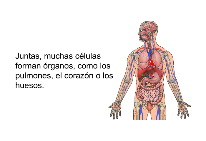 Juntas, muchas clulas forman rganos, como los pulmones, el corazn o los huesos.