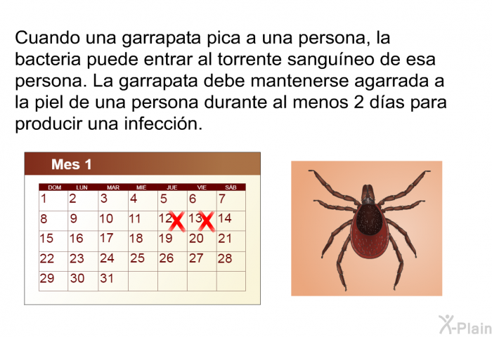 Cuando una garrapata pica a una persona, la bacteria puede entrar al torrente sanguneo de esa persona. La garrapata debe mantenerse agarrada a la piel de una persona durante al menos 2 das para producir una infeccin.