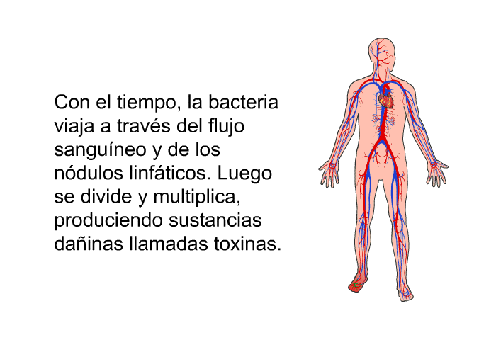 Con el tiempo, la bacteria viaja a travs del flujo sanguneo y de los ndulos linfticos. Luego se divide y multiplica, produciendo sustancias dainas llamadas toxinas.