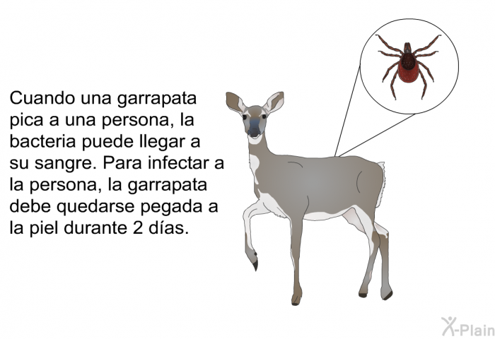 Cuando una garrapata pica a una persona, la bacteria puede llegar a su sangre. Para infectar a la persona, la garrapata debe quedarse pegada a la piel durante 2 das.