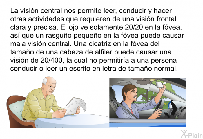 La visin central nos permite leer, conducir y hacer otras actividades que requieren de una visin frontal clara y precisa. El ojo ve solamente 20/20 en la fvea, as que un rasguo pequeo en la fvea puede causar mala visin central. Una cicatriz en la fvea del tamao de una cabeza de alfiler puede causar una visin de 20/400, la cual no permitira a una persona conducir o leer un escrito en letra de tamao normal.