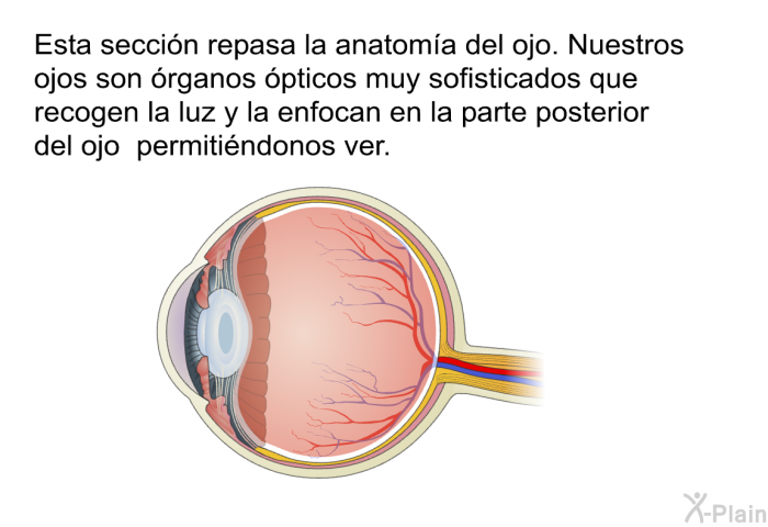 Esta seccin repasa la anatoma del ojo. Nuestros ojos son rganos pticos muy sofisticados que recogen la luz y la enfocan en la parte posterior del ojo permitindonos ver.