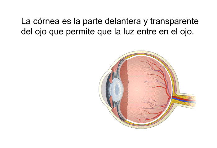 La crnea es la parte delantera y transparente del ojo que permite que la luz entre en el ojo.