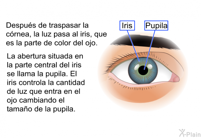 Despus de traspasar la crnea, la luz pasa al iris, que es la parte de color del ojo. La abertura situada en la parte central del iris se llama la pupila. El iris controla la cantidad de luz que entra en el ojo cambiando el tamao de la pupila.