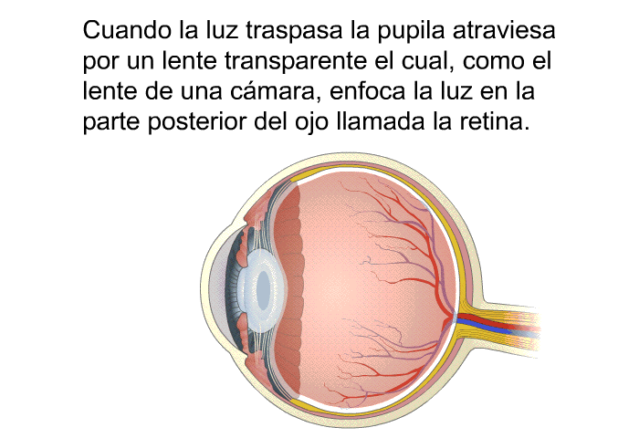 Cuando la luz traspasa la pupila atraviesa por un lente transparente el cual, como el lente de una cmara, enfoca la luz en la parte posterior del ojo llamada la retina.