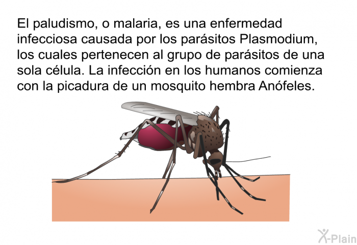 El paludismo, o malaria, es una enfermedad infecciosa causada por los parsitos Plasmodium, los cuales pertenecen al grupo de parsitos de una sola clula. La infeccin en los humanos comienza con la picadura de un mosquito hembra Anfeles.