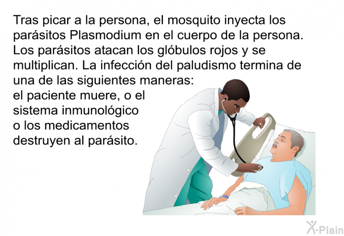 Tras picar a la persona, el mosquito inyecta los parsitos Plasmodium en el cuerpo de la persona. Los parsitos atacan los glbulos rojos y se multiplican. La infeccin del paludismo termina de una de las siguientes maneras: el paciente muere, o el sistema inmunolgico o los medicamentos destruyen al parsito.