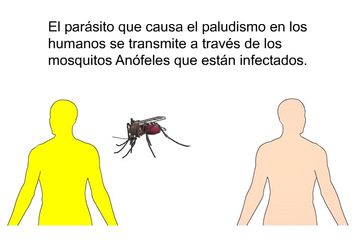 El parsito que causa el paludismo en los humanos se transmite a travs de los mosquitos Anfeles que estn infectados.