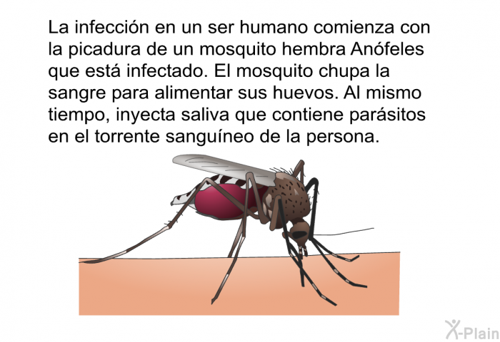La infeccin en un ser humano comienza con la picadura de un mosquito hembra Anfeles que est infectado. El mosquito chupa la sangre para alimentar sus huevos. Al mismo tiempo, inyecta saliva que contiene parsitos en el torrente sanguneo de la persona.