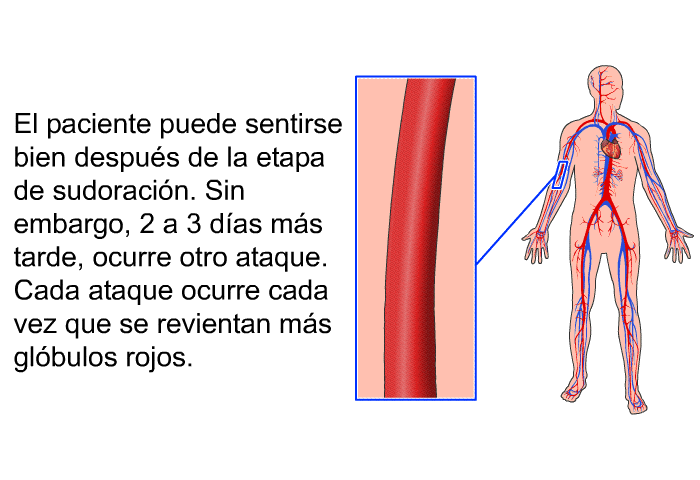 El paciente puede sentirse bien despus de la etapa de sudoracin. Sin embargo, 2 a 3 das ms tarde, ocurre otro ataque. Cada ataque ocurre cada vez que se revientan ms glbulos rojos.