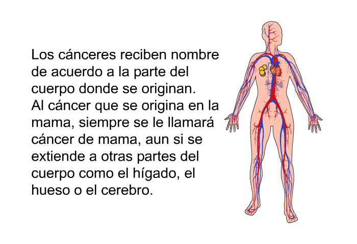 Los cnceres reciben nombre de acuerdo a la parte del cuerpo donde se originan. Al cncer que se origina en la mama, siempre se le llamar cncer de mama, aun si se extiende a otras partes del cuerpo como el hgado, el hueso o el cerebro.