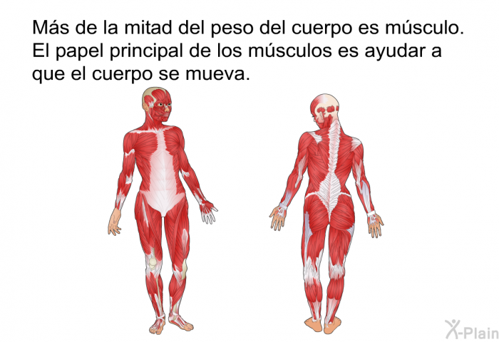 Ms de la mitad del peso del cuerpo es msculo. El papel principal de los msculos es ayudar a que el cuerpo se mueva.