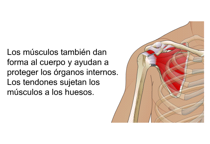 Los msculos tambin dan forma al cuerpo y ayudan a proteger los rganos internos. Los tendones sujetan los msculos a los huesos.