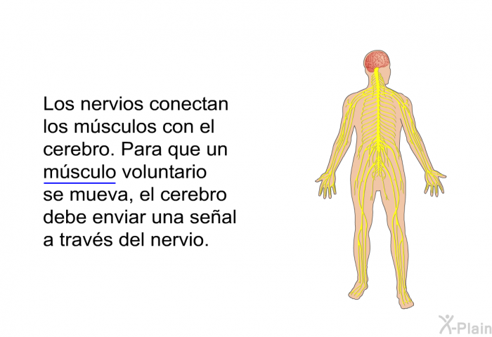 Los nervios conectan los msculos con el cerebro. Para que un msculo voluntario se mueva, el cerebro debe enviar una seal a travs del nervio.