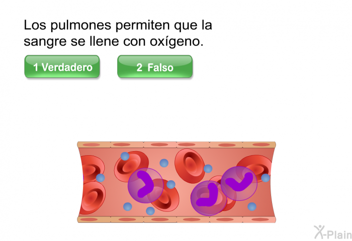 Los pulmones permiten que la sangre se llene con oxgeno.