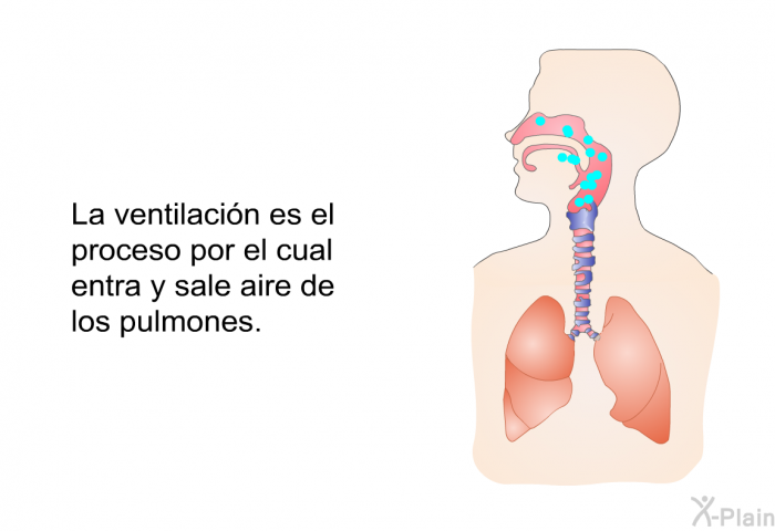 La ventilacin es el proceso por el cual entra y sale aire de los pulmones.