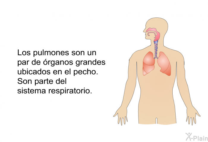 Los pulmones son un par de rganos grandes ubicados en el pecho. Son parte del sistema respiratorio.
