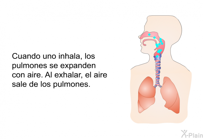 Cuando uno inhala, los pulmones se expanden con aire. Al exhalar, el aire sale de los pulmones.