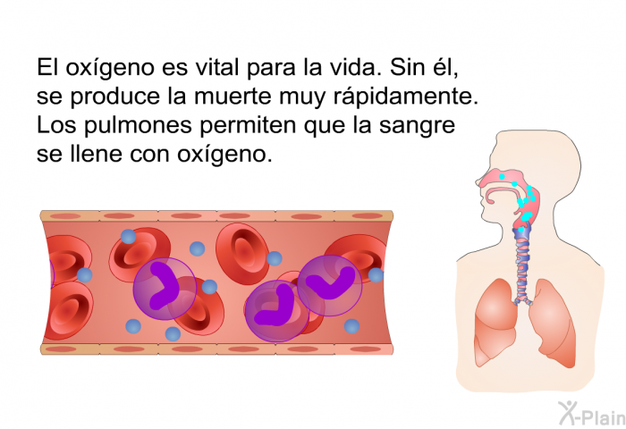 El oxgeno es vital para la vida. Sin l, se produce la muerte muy rpidamente. Los pulmones permiten que la sangre se llene con oxgeno.