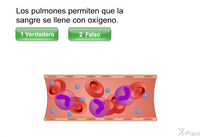 Los pulmones permiten que la sangre se llene con oxgeno. (verdadero/falso; repetir)