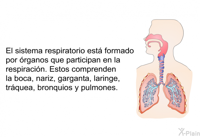El sistema respiratorio est formado por rganos que participan en la respiracin. Estos comprenden la boca, nariz, garganta, laringe, trquea, bronquios y pulmones.