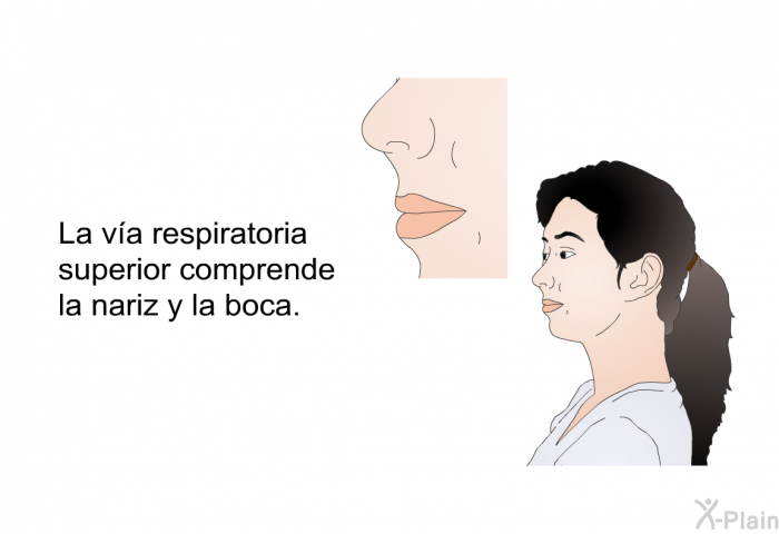 La va respiratoria superior comprende la nariz y la boca.