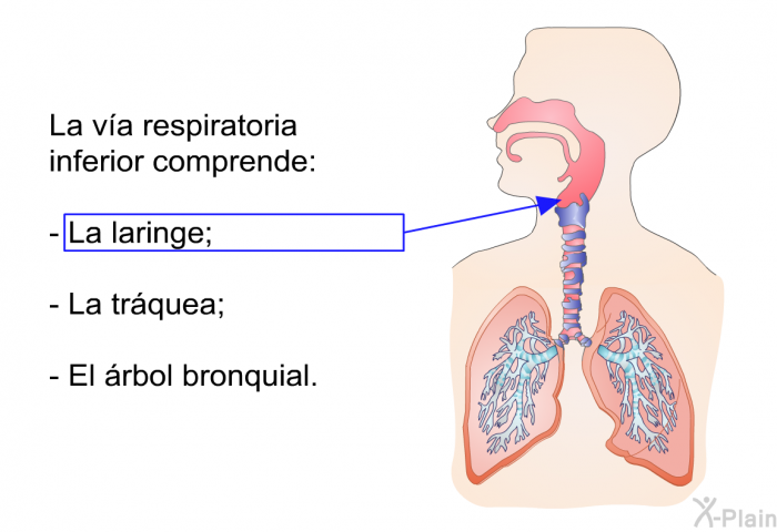 La va respiratoria inferior comprende:  La laringe; La trquea; El rbol bronquial.