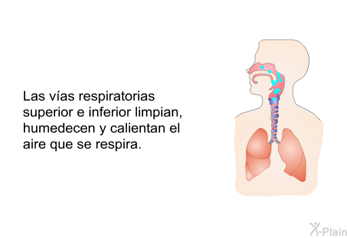 Las vas respiratorias superior e inferior limpian, humedecen y calientan el aire que se respira.