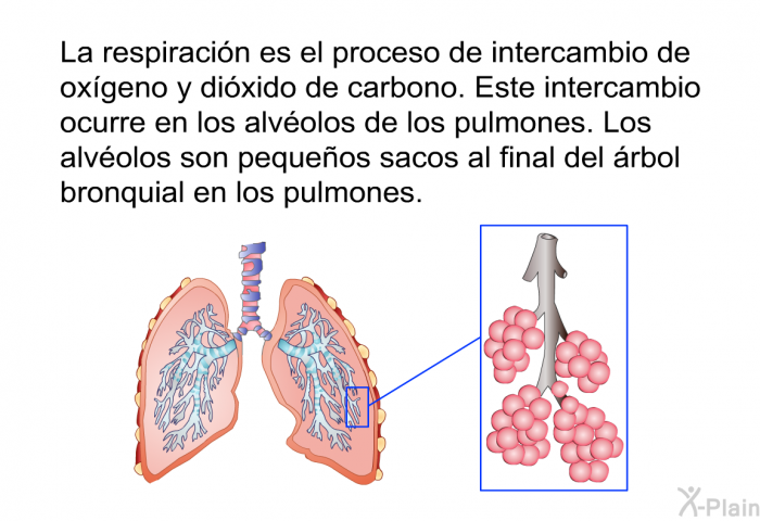 La respiracin es el proceso de intercambio de oxgeno y dixido de carbono. Este intercambio ocurre en los alvolos de los pulmones. Los alvolos son pequeos sacos al final del rbol bronquial en los pulmones.