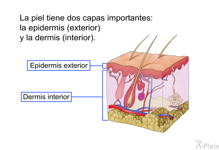 La piel tiene dos capas importantes: la epidermis (exterior) y la dermis (interior).