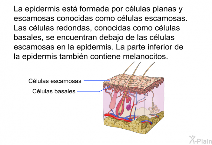 La epidermis est formada por clulas planas y escamosas conocidas como clulas escamosas. Las clulas redondas, conocidas como clulas basales, se encuentran debajo de las clulas escamosas en la epidermis. La parte inferior de la epidermis tambin contiene melanocitos.