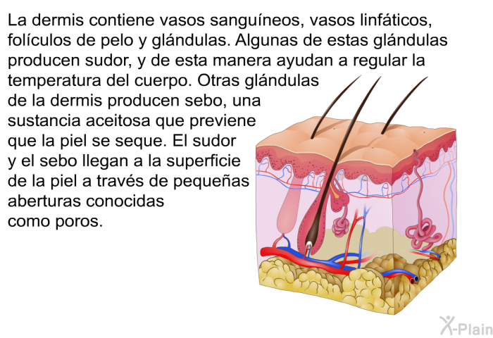 La dermis contiene vasos sanguneos, vasos linfticos, folculos de pelo y glndulas. Algunas de estas glndulas producen sudor, y de esta manera ayudan a regular la temperatura del cuerpo. Otras glndulas de la dermis producen sebo, una sustancia aceitosa que previene que la piel se seque. El sudor y el sebo llegan a la superficie de la piel a travs de pequeas aberturas conocidas como poros.