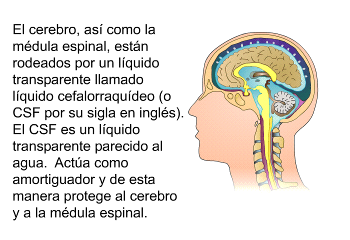 El cerebro, as como la mdula espinal, estn rodeados por un lquido transparente llamado lquido cefalorraqudeo (o CSF por su sigla en ingls).  El CSF es un lquido transparente parecido al agua.  Acta como amortiguador y de esta manera protege al cerebro y  a la mdula espinal.