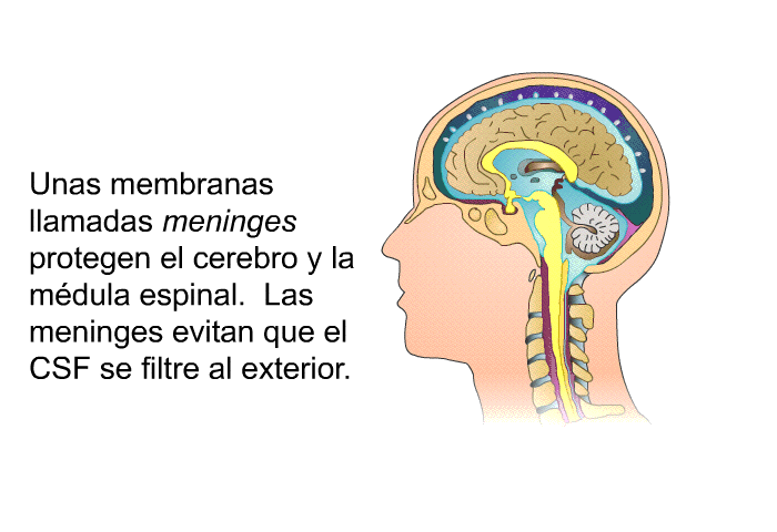 Unas membranas llamadas <I>meninges</I> protegen el cerebro y la mdula espinal. Las meninges evitan que el CSF se filtre al exterior.