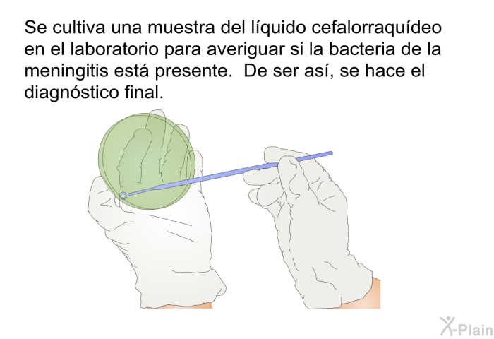 Se cultiva una muestra del l�quido cefalorraqu�deo en el laboratorio para averiguar si la bacteria de la meningitis est� presente. De ser as�, se hace el diagn�stico final.