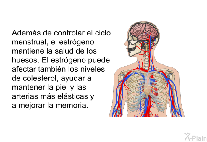 Adem�s de controlar el ciclo menstrual, el estr�geno mantiene la salud de los huesos. El estr�geno puede afectar tambi�n los niveles de colesterol, ayudar a mantener la piel y las arterias m�s el�sticas y a mejorar la memoria.