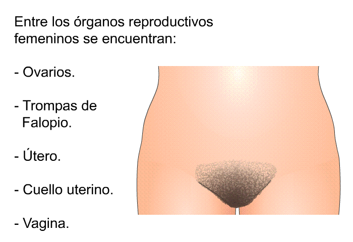 Entre los rganos reproductivos femeninos se encuentran:  Ovarios. Trompas de Falopio. Útero. Cuello uterino. Vagina.