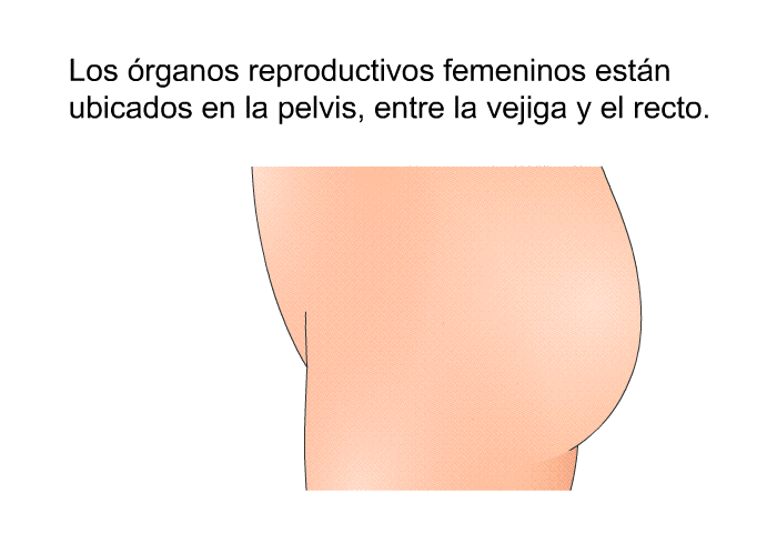 Los rganos reproductivos femeninos estn ubicados en la pelvis, entre la vejiga y el recto.