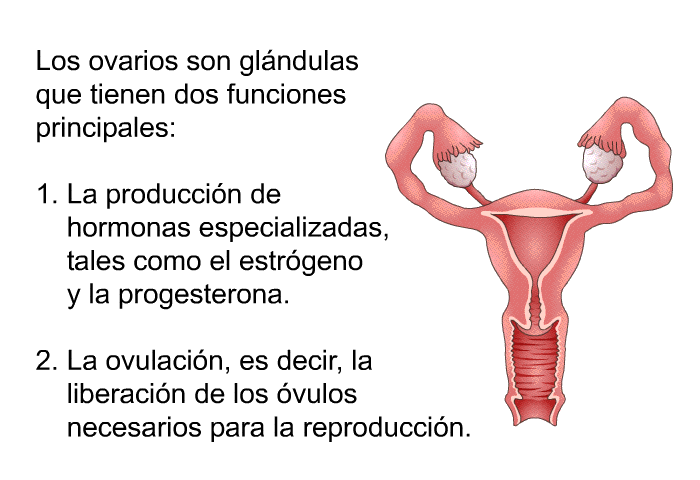 Los ovarios son glndulas que tienen dos funciones principales:  La produccin de hormonas especializadas, tales como el estrgeno y la progesterona. La ovulacin, es decir, la liberacin de los vulos necesarios para la reproduccin.
