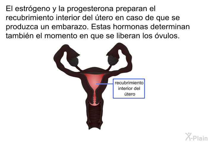 El estrgeno y la progesterona preparan el recubrimiento interior del tero en caso de que se produzca un embarazo. Estas hormonas determinan tambin el momento en que se liberan los vulos.