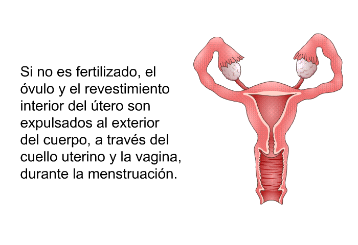 Si no es fertilizado, el vulo y el revestimiento interior del tero son expulsados al exterior del cuerpo, a travs del cuello uterino y la vagina, durante la menstruacin.